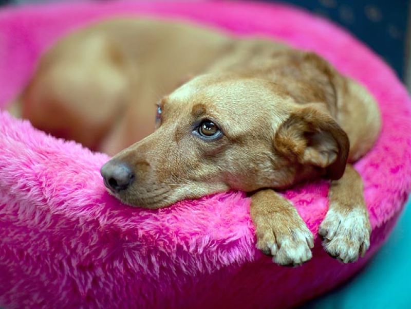 بیماری ویروسی دیستمپر سگ خطرناک است؟