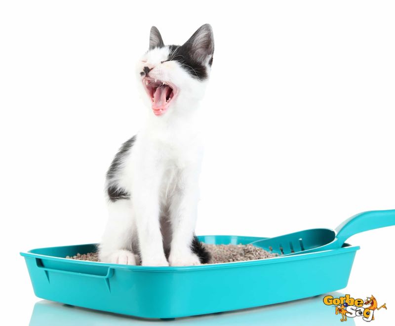 مگاکولون چیست؟