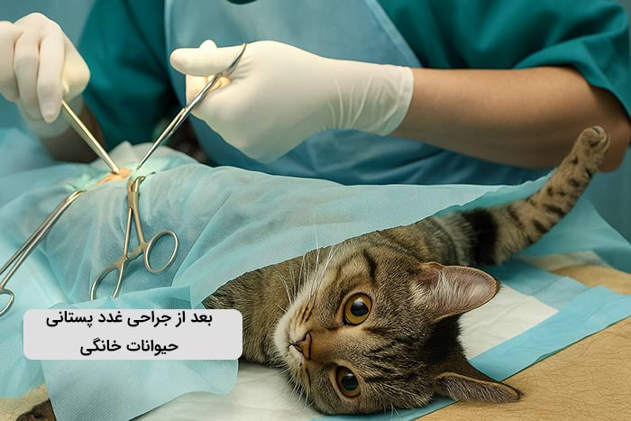 بعد از جراحی غدد پستانی حیوانات خانگی