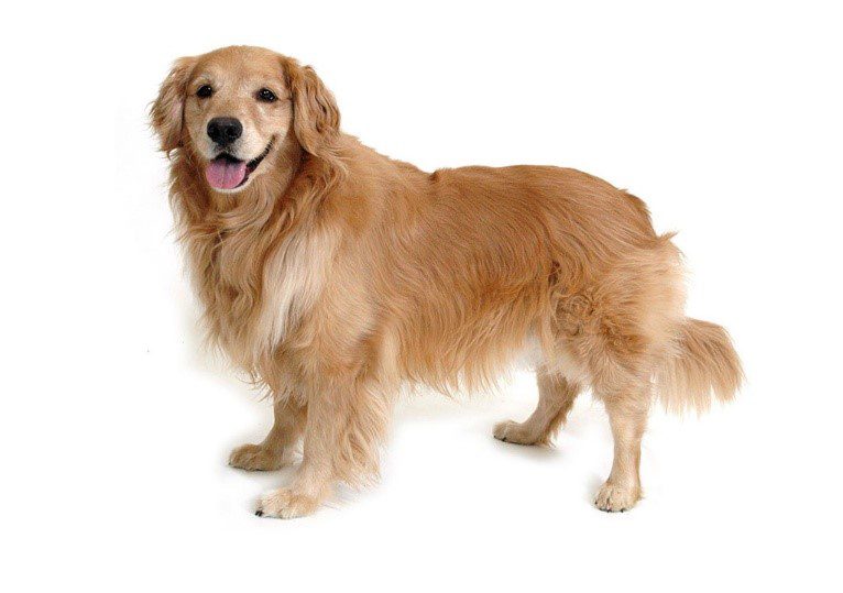 انواع نژاد سگ ها | بیمارستان دامپزشکی اکسیژن