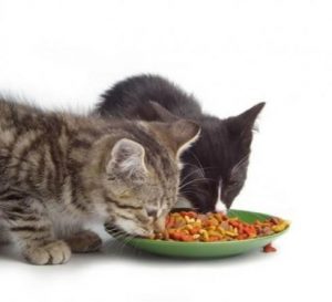 بهترین تغذیه برای گربه ها