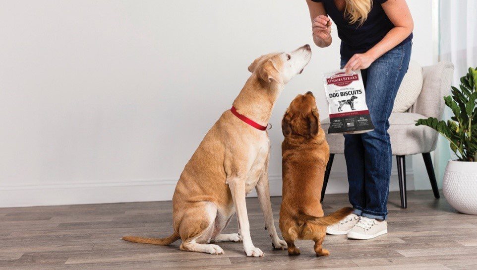 غذای تشویقی سگ