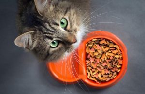 کاربرد غذا خشک گربه