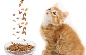 مزایای غذای خشک گربه 