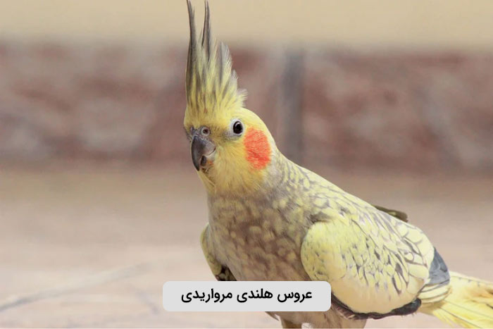 عروس هلندی مرواریدی (Pearl)