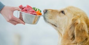 بهترين غذا براي سگ ها