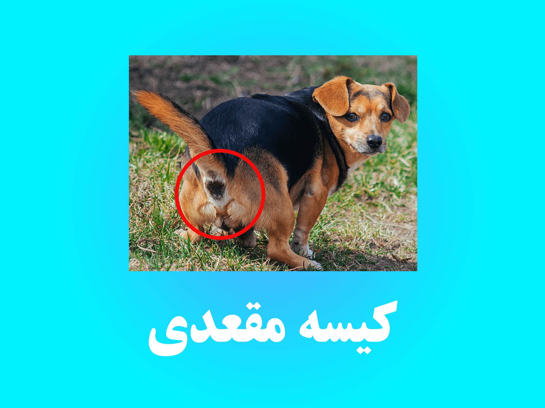 کیسه مقعدی و آبسه‌ی کیسه‌ی مقعدی در سگ‌‌ها