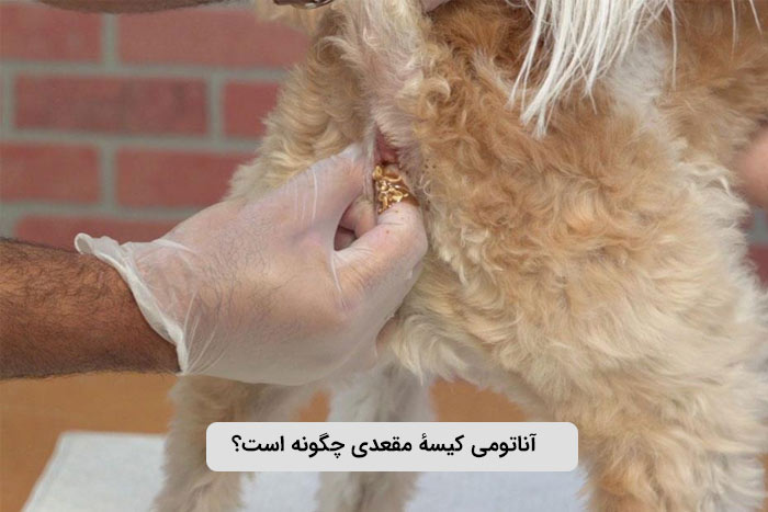 آناتومی کیسهٔ مقعدی چگونه است؟