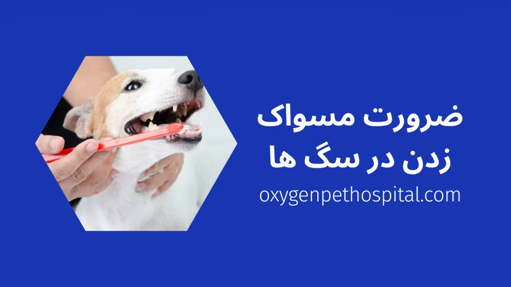 مسواک زدن برای سگ ها