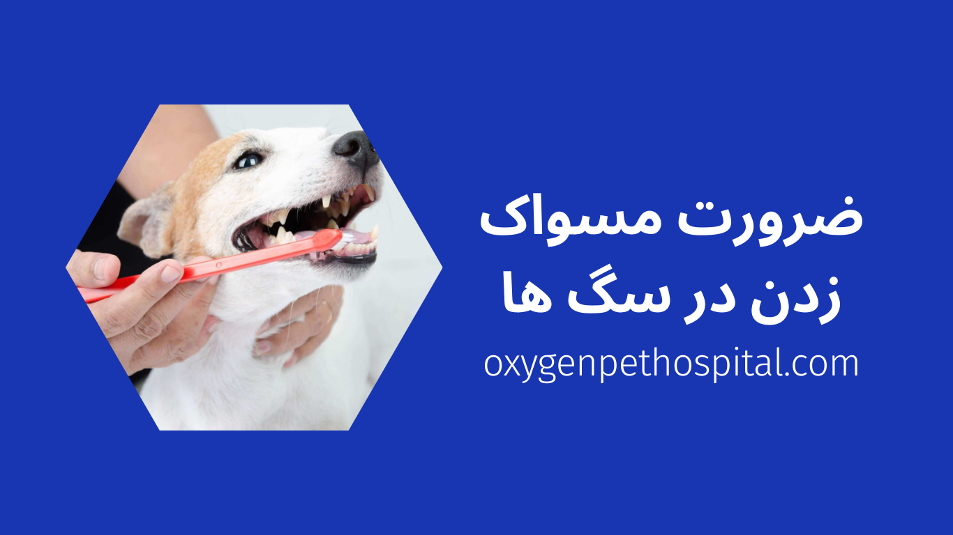 مسواک زدن برای سگ ها