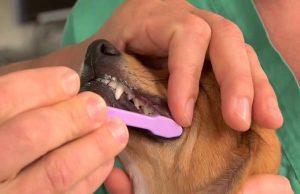 روش صحیح مسواک‌زدن بریا سگ