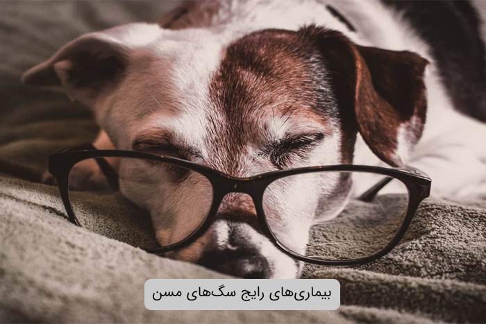 بیماری‌های رایج سگ‌های مسن