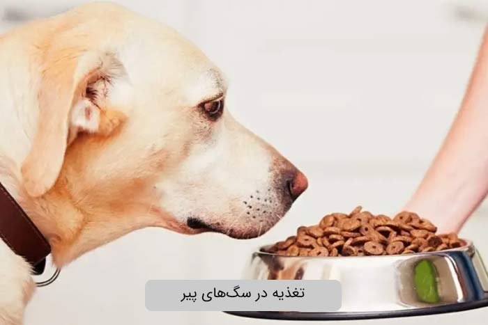 تغذیه در سگiهای پیر