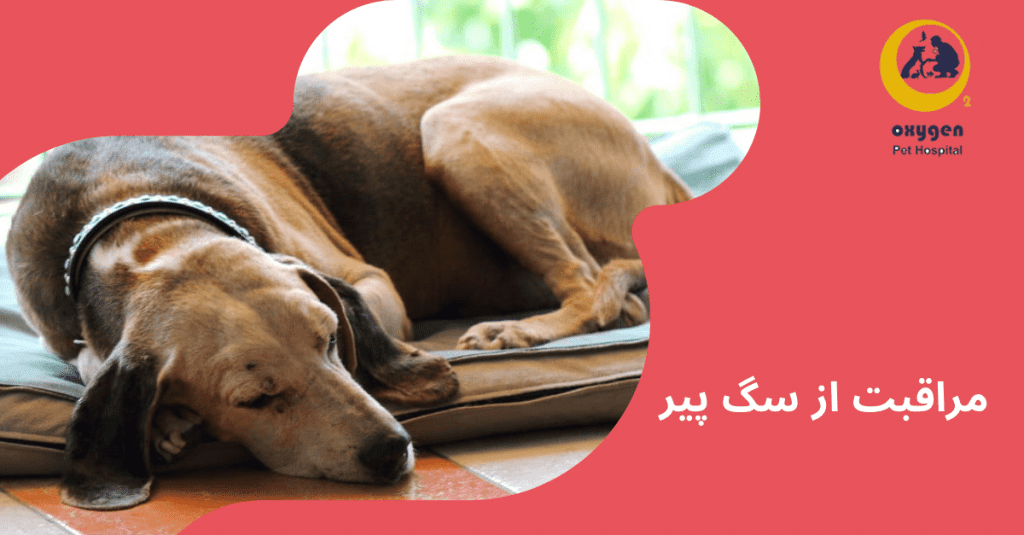 نگهداری از سگ پیر