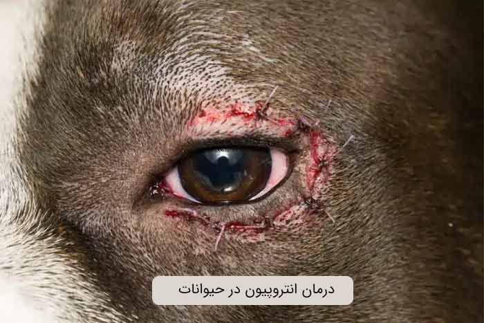 درمان انتروپیون در حیوانات