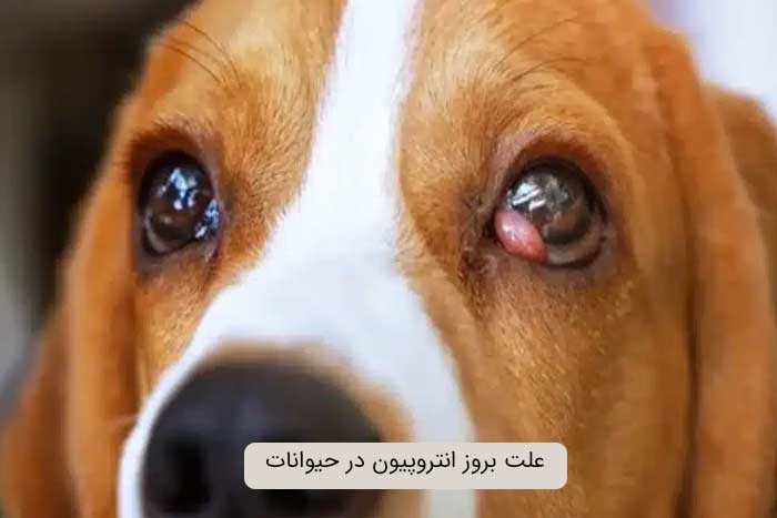 علت بروز انتروپیون در حیوانات: