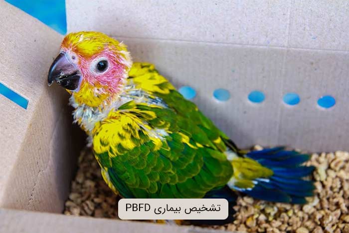 تشخیص بیماری PBFD در پرندگان چگونه انجام می‌شود؟