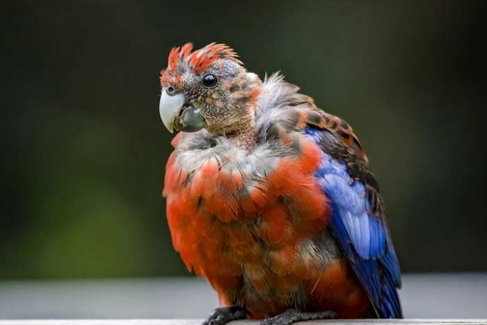 سیرکویروس طوطی‌سانان (PBFD)