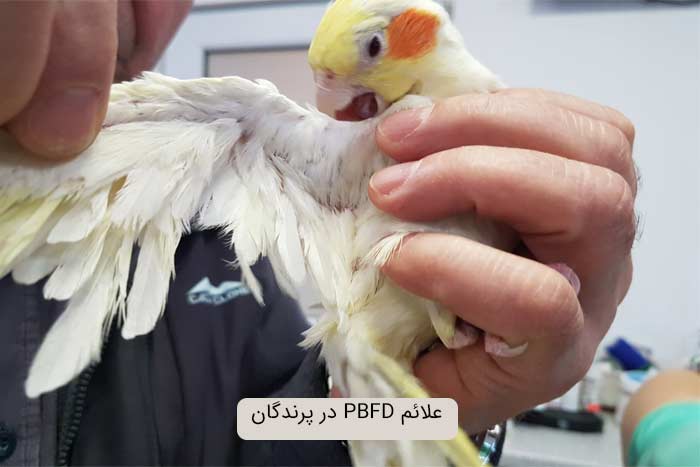 علائم PBFD در پرندگان چگونه ظاهر می‌شود؟