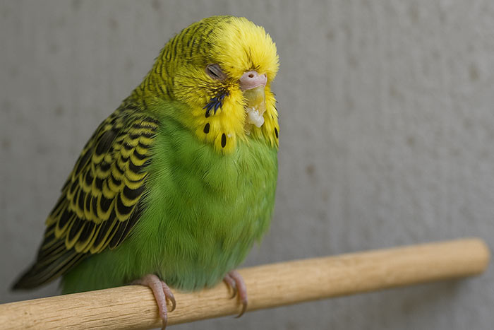 نشانه ها عفونت مخمر معده در پرندگان: