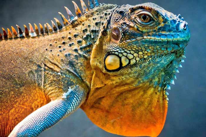 تشخیص و درمان آبسه در خزندگان