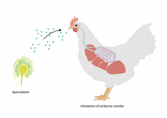علائم آسپرژیلوزیس در پرندگان چیست؟