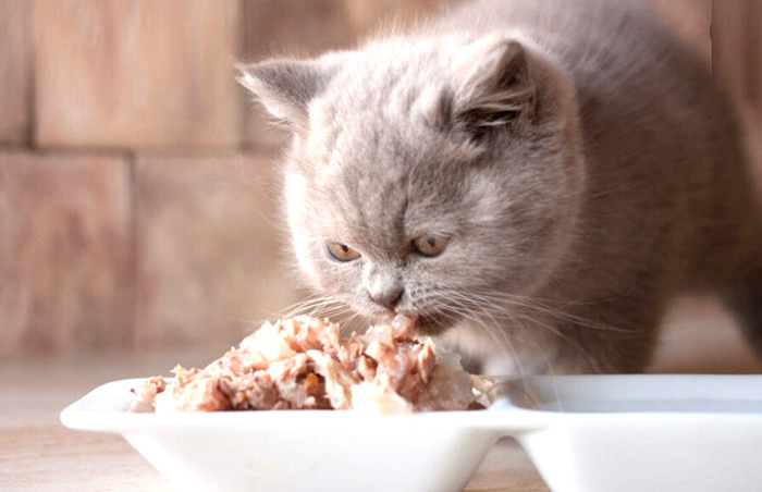 دیابت در گربه‌ ها: علائم، علت‌ها، درمان و رژیم غذایی مناسب