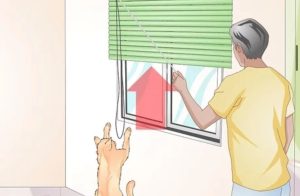  راهکارهای سرگرم نگه داشتن گربه‌ها در خانه 5