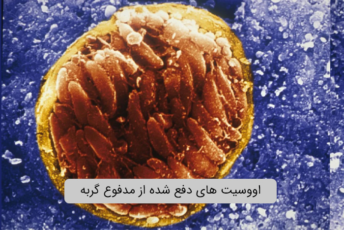 اووسیت های دفع شده از مدفوع گربه