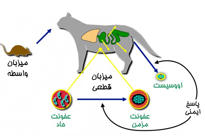 توکسوپلاسموز چیست و تاثیر آن روی بارداری گربه‌های ماده