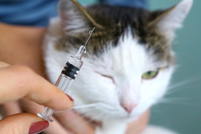 حساسیت به واکسیناسیون در سگ ها و گربه ها