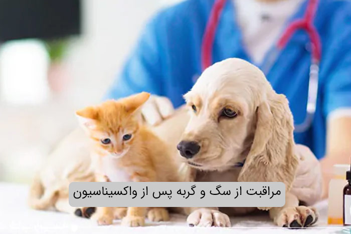 مراقبت از سگ و گربه پس از واکسیناسیون