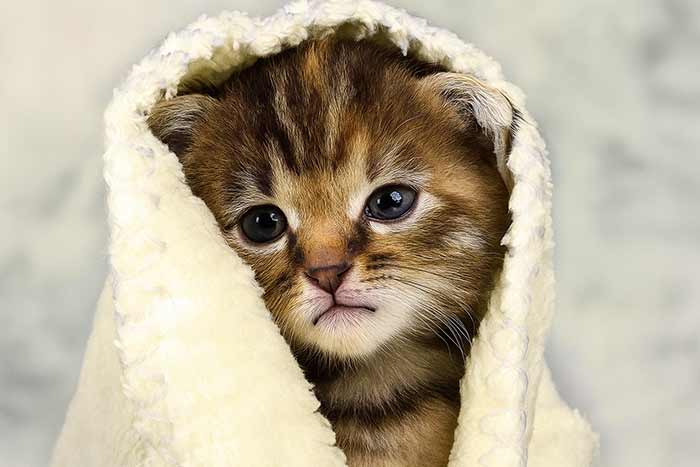 ابتلای حیوانات به بیماری کلیوی- از تشخیص تا درمان