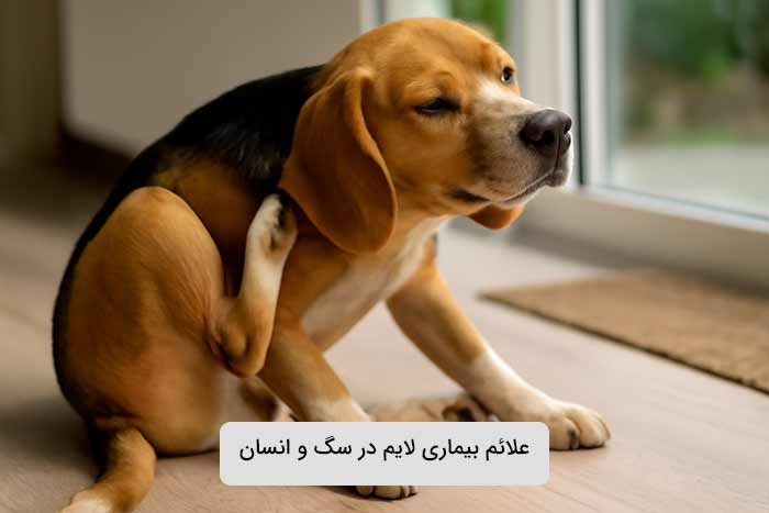 علائم بیماری لایم در سگ و انسان پس از انتقال