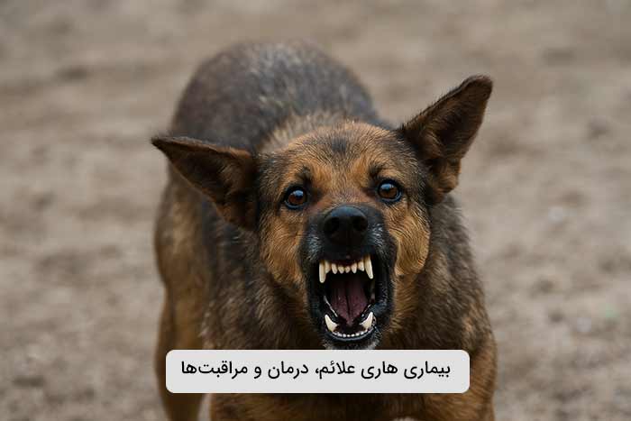 هاری (Rabies) | علائم، درمان و مراقبت‌ها