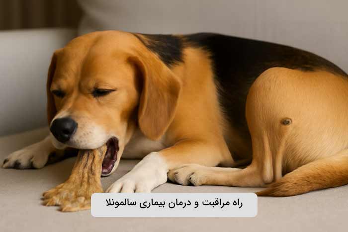 راه مراقبت و درمان سالمونلا