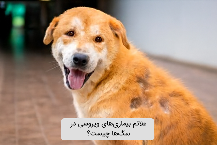علائم بیماری‌های ویروسی در سگ‌ها چیست؟