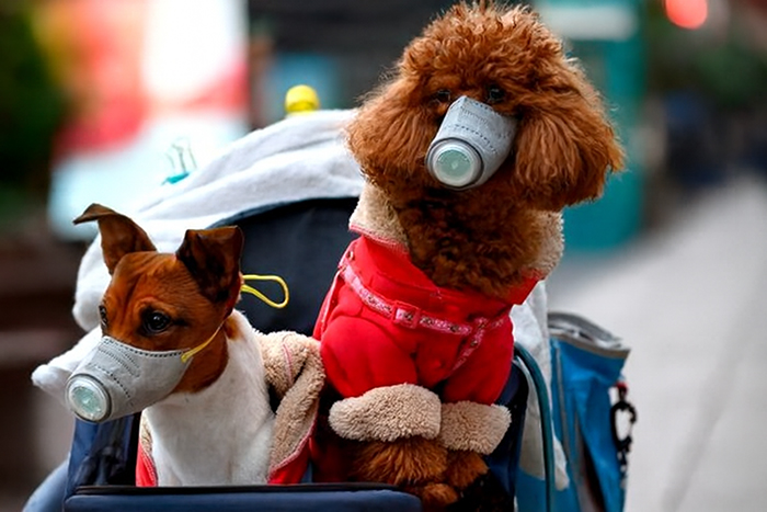 چه بیماری‌های ویروسی در سگ‌ها رایج است؟