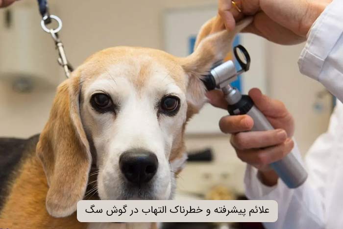 علائم پیشرفته و خطرناک التهاب در گوش سگ 