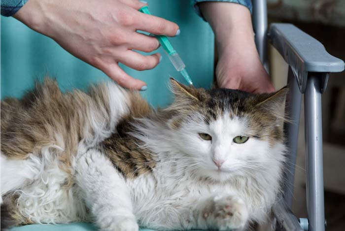 واکسن‌های ضروری برای گربه‌ها و زمان‌بندی آن