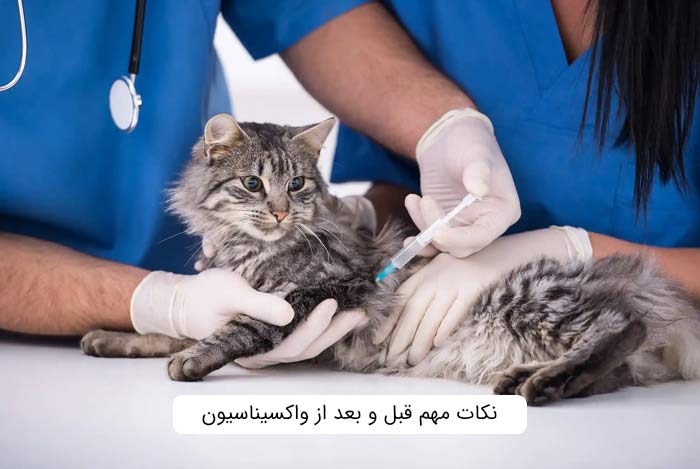 نکات مهم قبل و بعد از واکسیناسیون