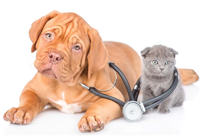 چرا چکاپ دوره‌ای حیوانات خانگی اهمیت دارد؟