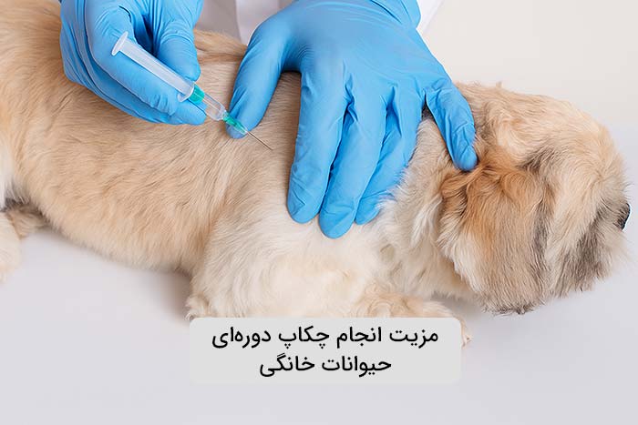 مزیت علمی انجام چکاپ سالانه حیوانات خانگی