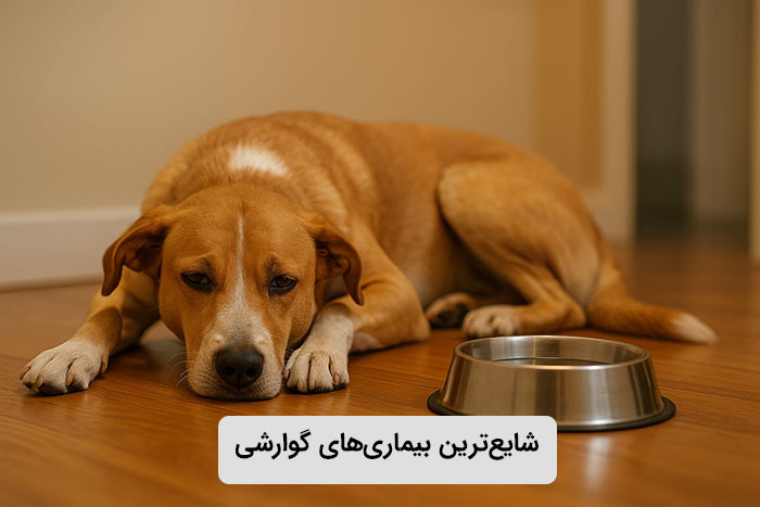 شایعترین بیماریهای گوارشی در سگها و راههای درمان