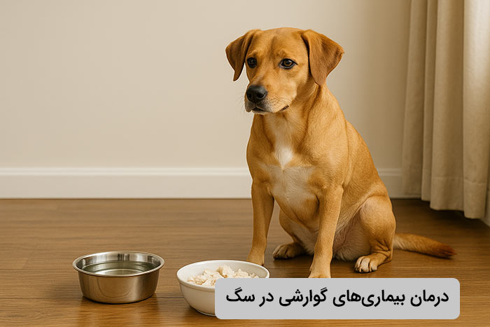 درمان بیماریهای گوارشی در سگها