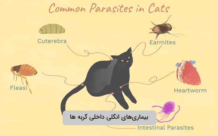 بیماریهای انگلی داخلی گربه ها | بیماری شایع در گربه