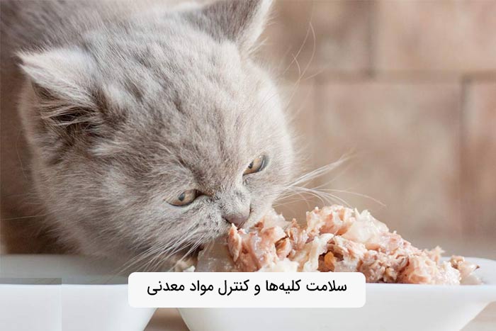 سلامت کلیه‌ها و کنترل مواد معدنی