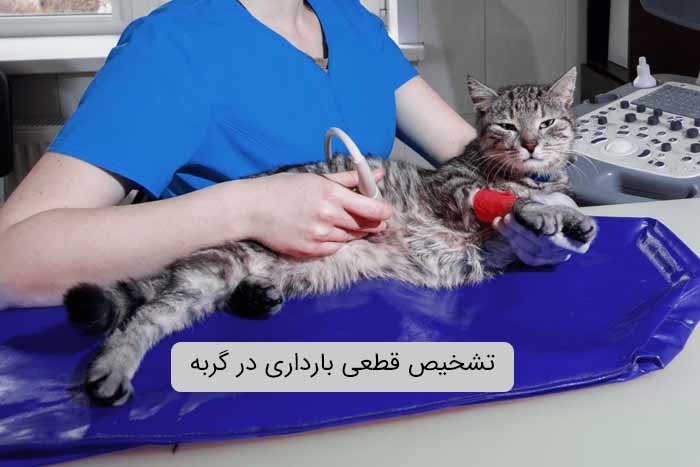 روش های تشخیص قطعی بارداری گربه