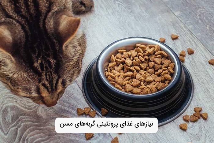 نیازهای غذای پروتئینی گربه‌های مسن