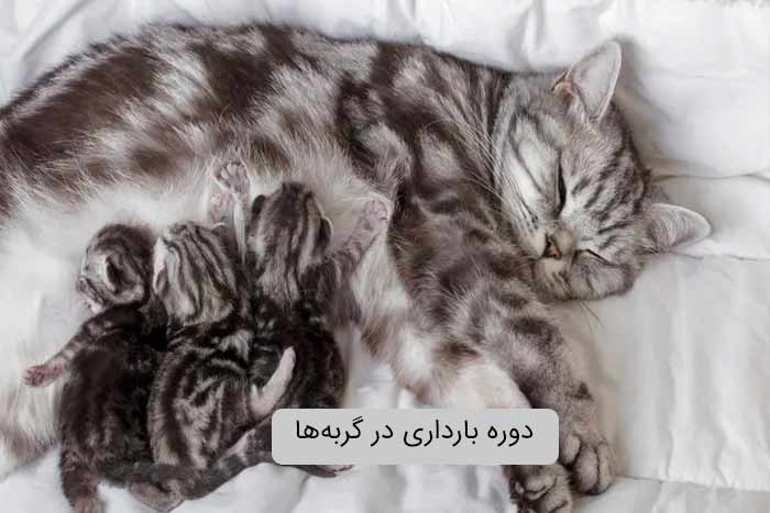 دوره بارداری در گربه‌ها به صورت است؟